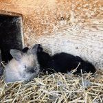 Angora Rabbits